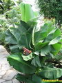 Musa bananarama